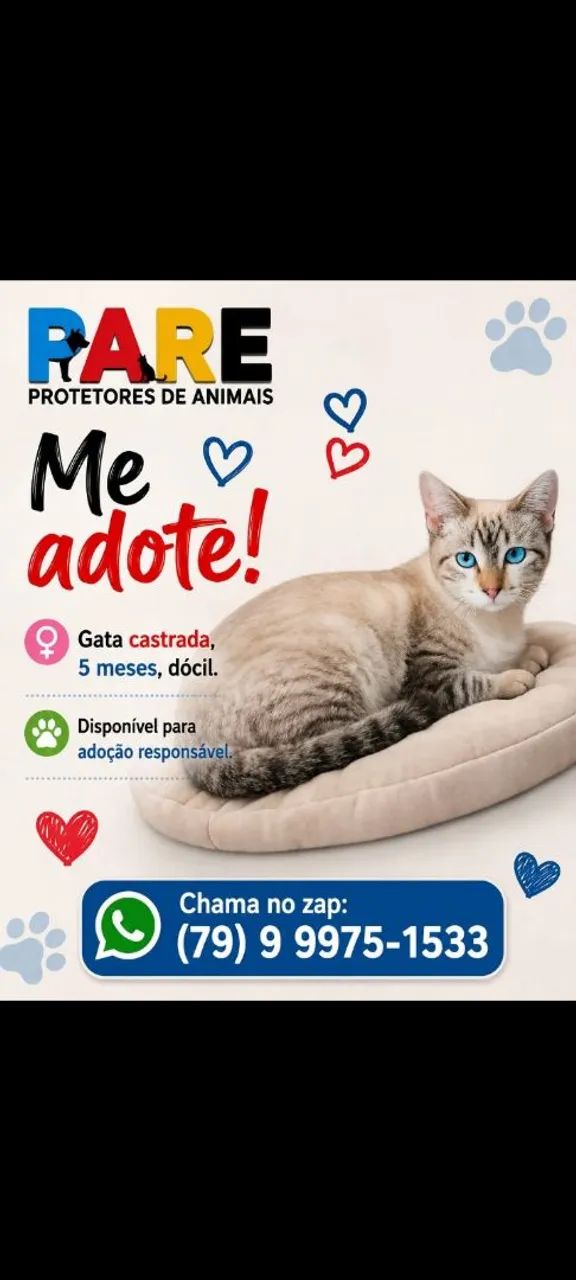 Lindos Gatinhos!! - Foto 5