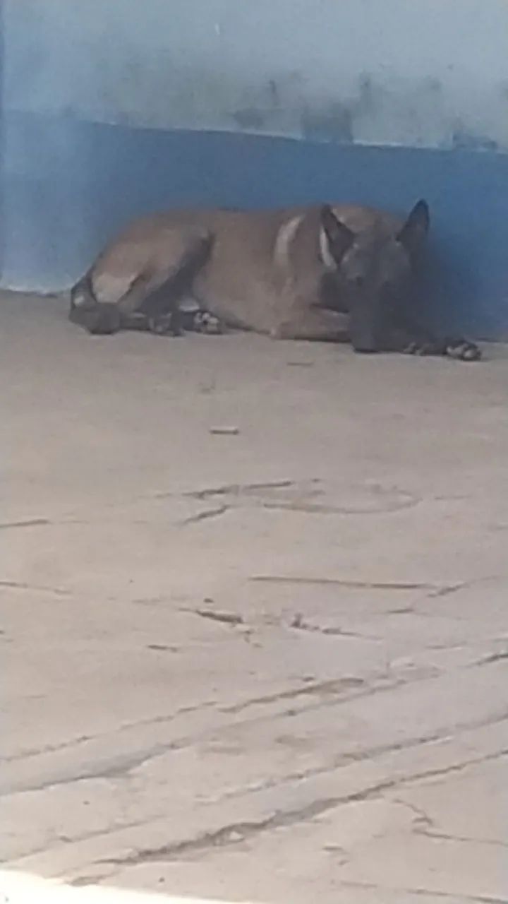 Cão para cobertura 