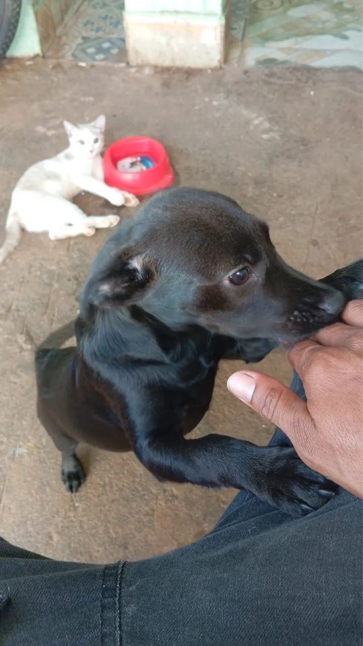 Doação cachorro  - Foto 4