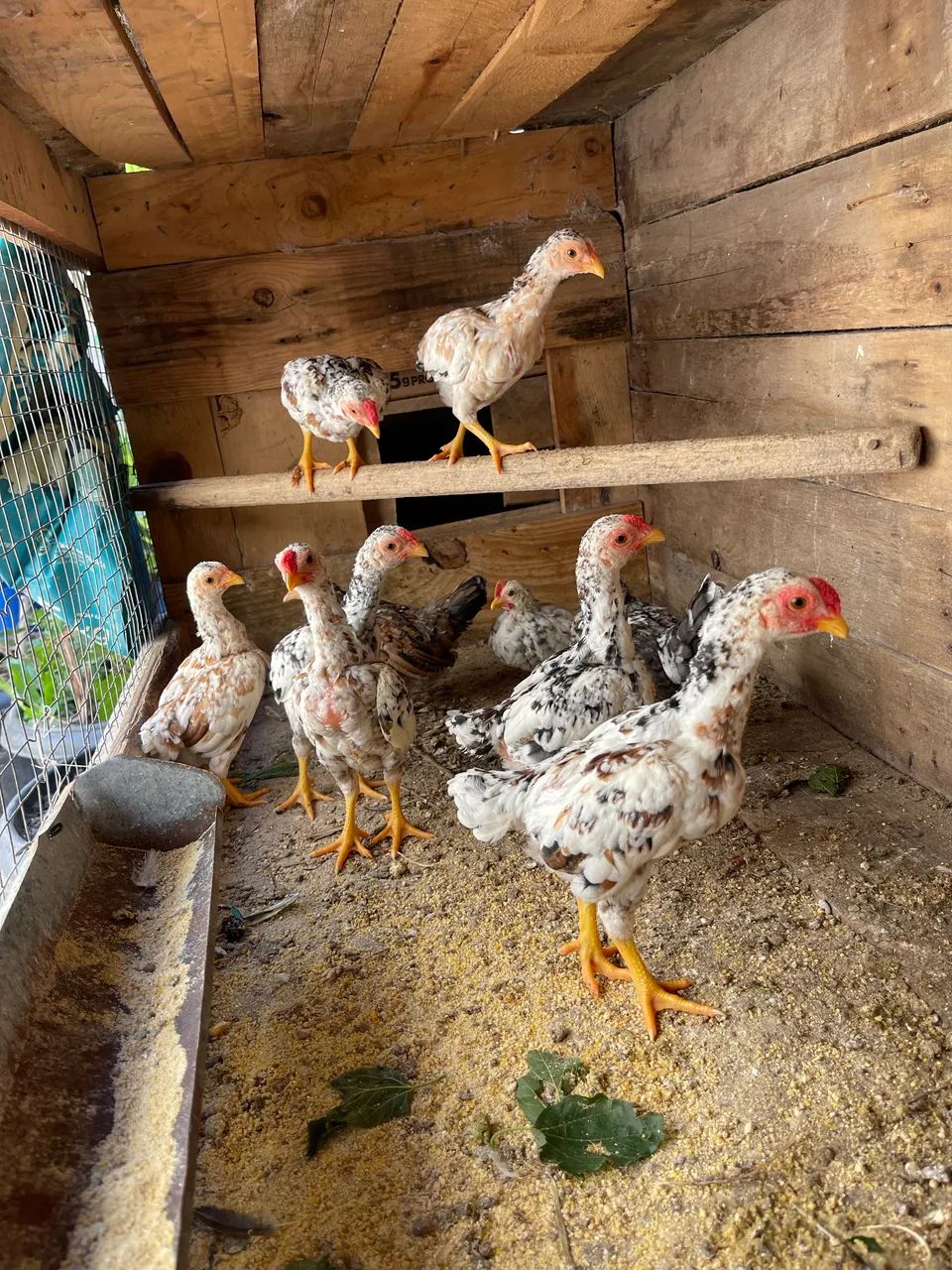 Frango Ko shamo  - Foto 2