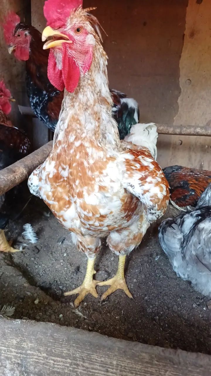 Galo balão  - Foto 2