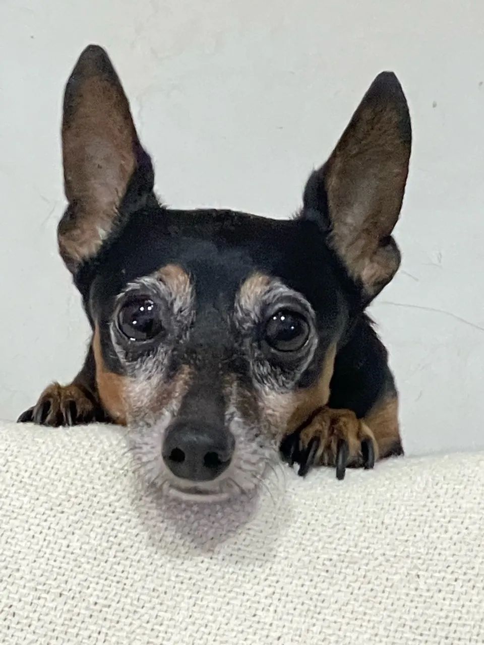 Adota-se Pinscher - Foto 2