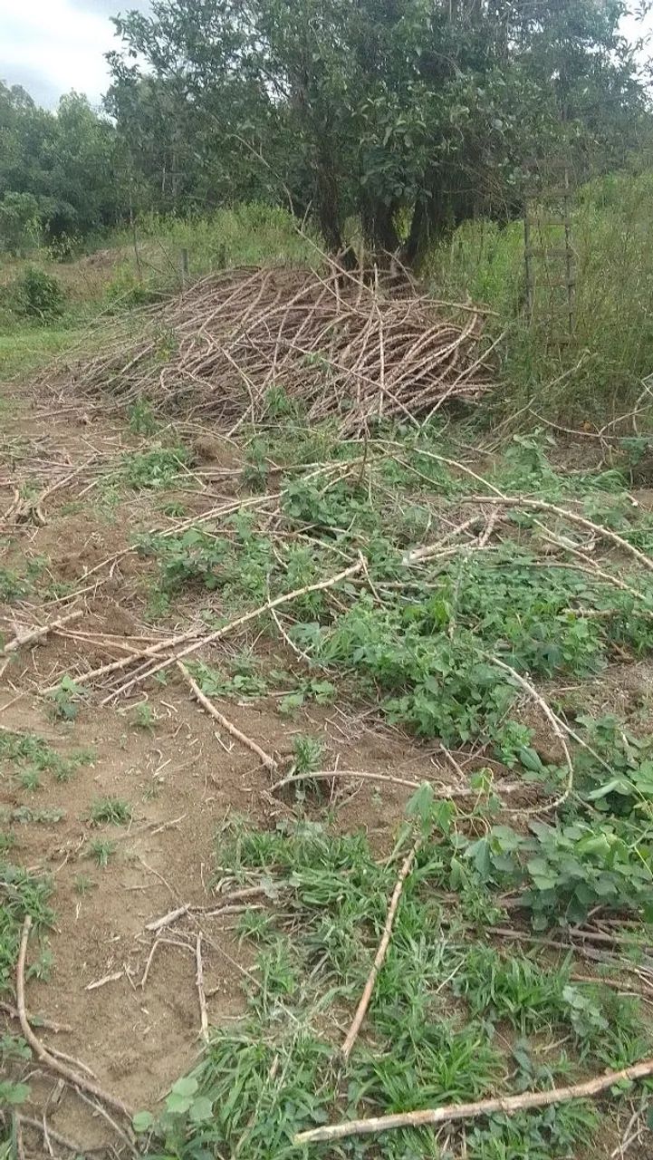Rama da amarela e da branca - Foto 5