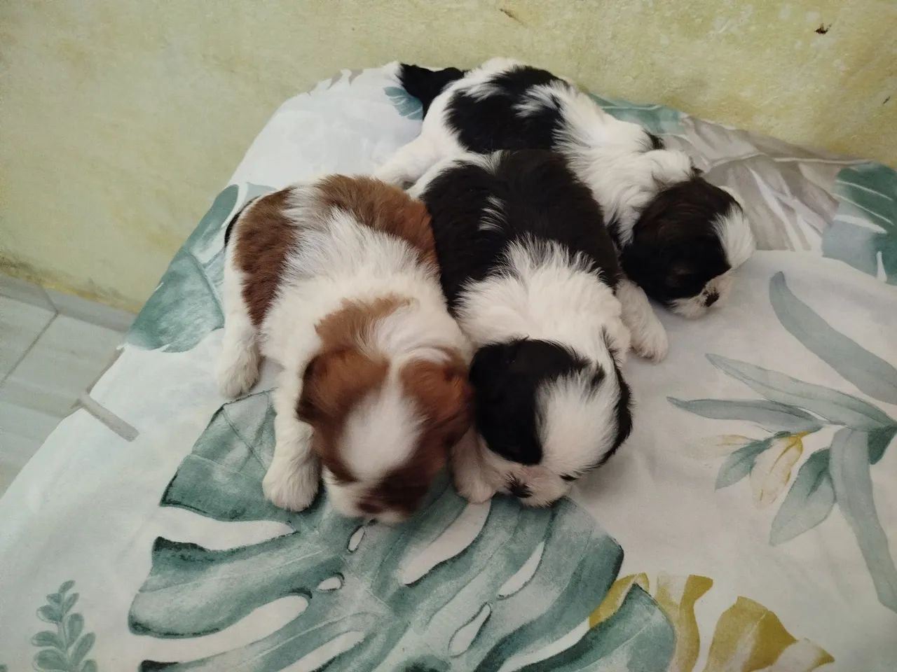 Cachorro Shitzu  - Foto 5