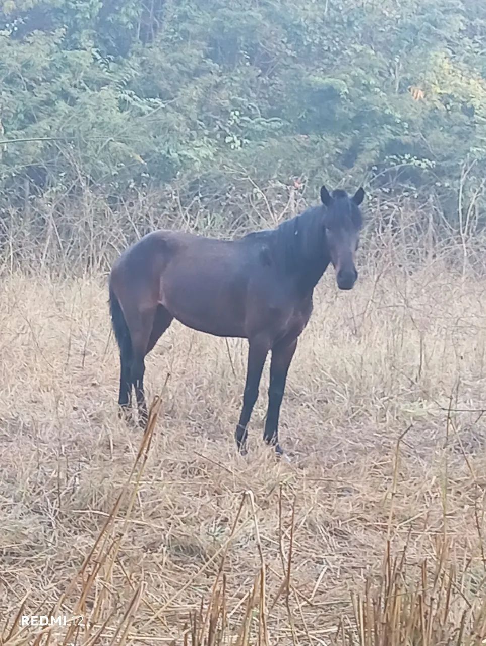 Vende-se égua boa de andar. - Foto 2