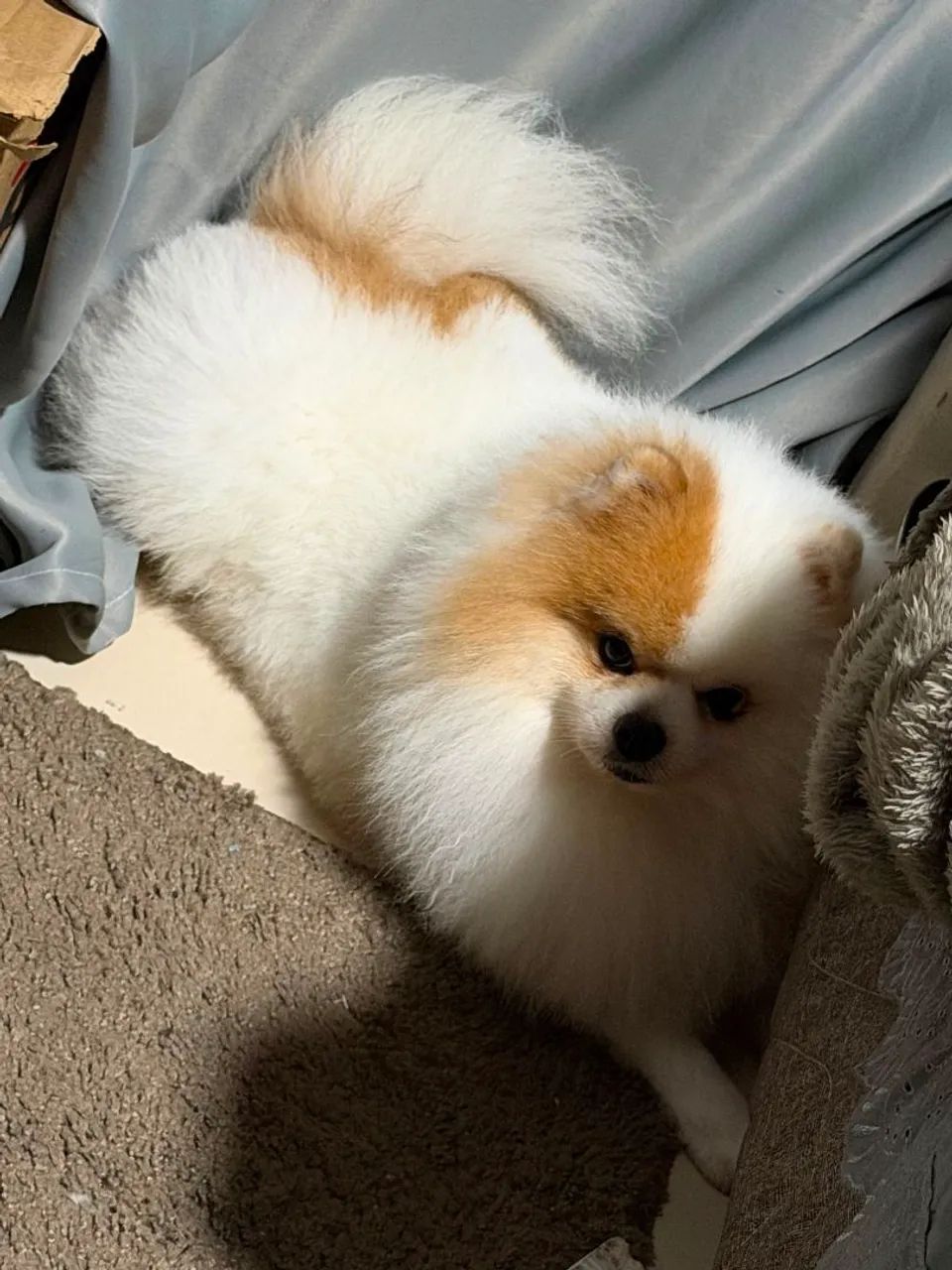 Spitz alemão macho 