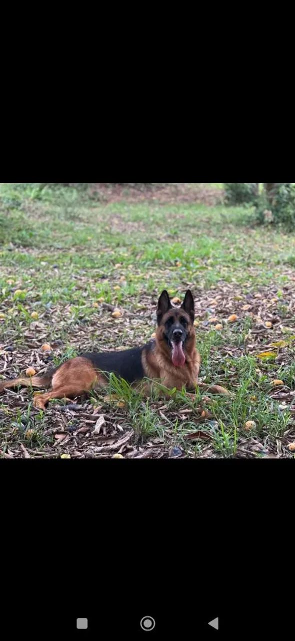 Lindas fêmeas de pastor alemão capa preta  - Foto 5
