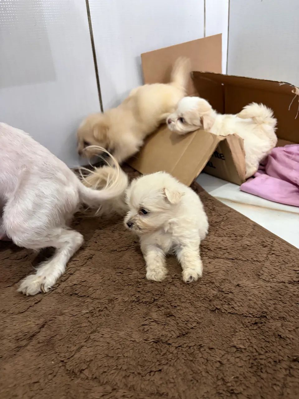 Filhotes lhasa apso  - Foto 3