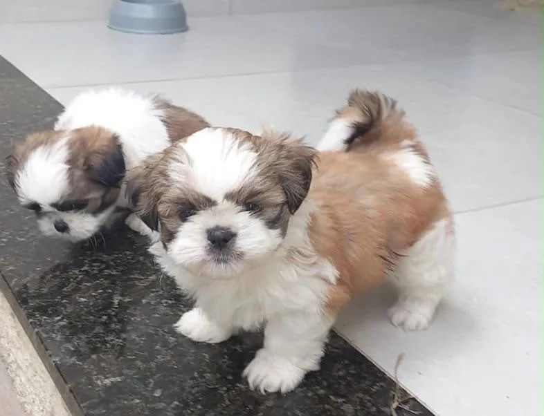 Shih tzu puro 