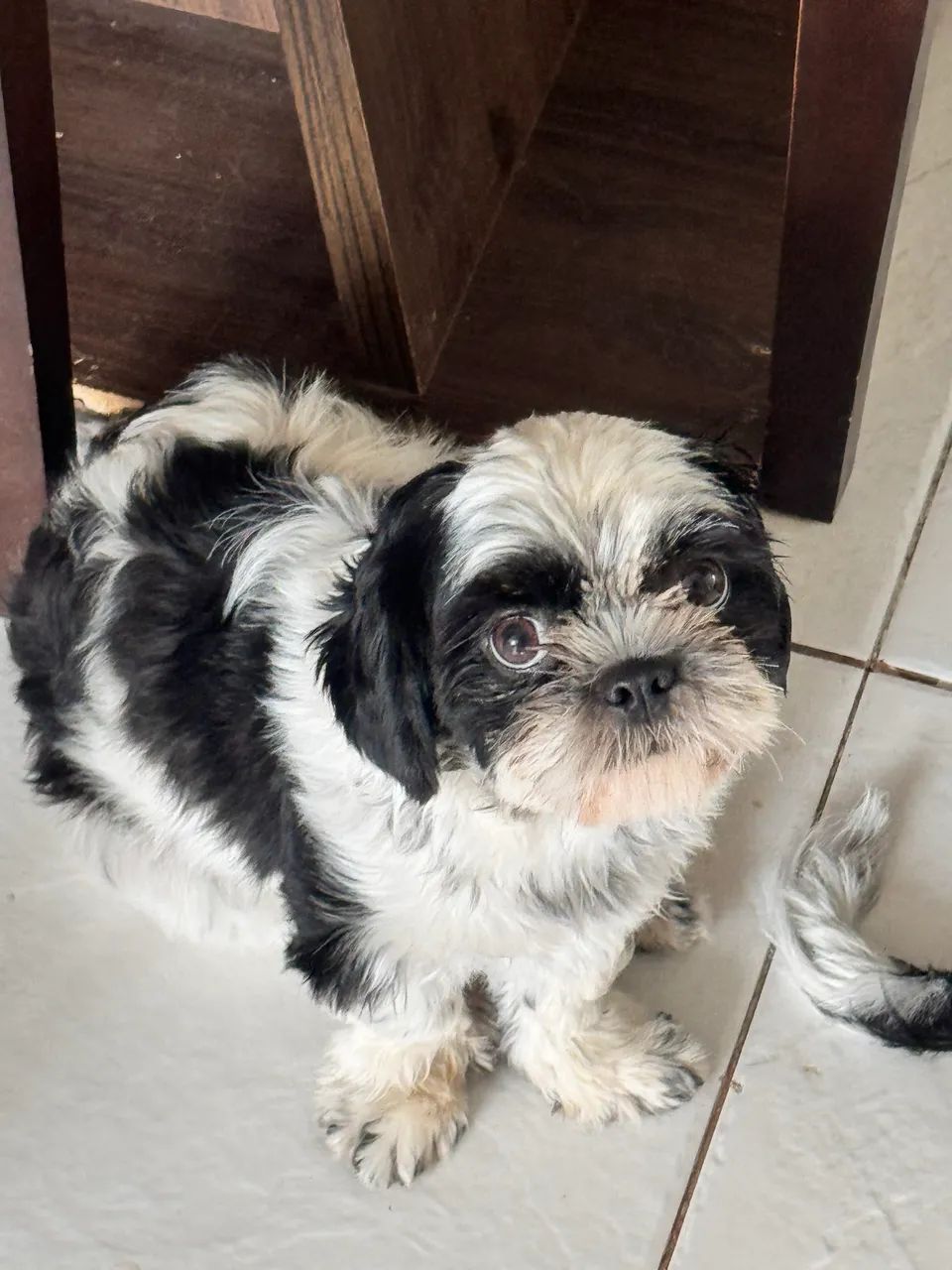 SHIH TZU - Foto 3