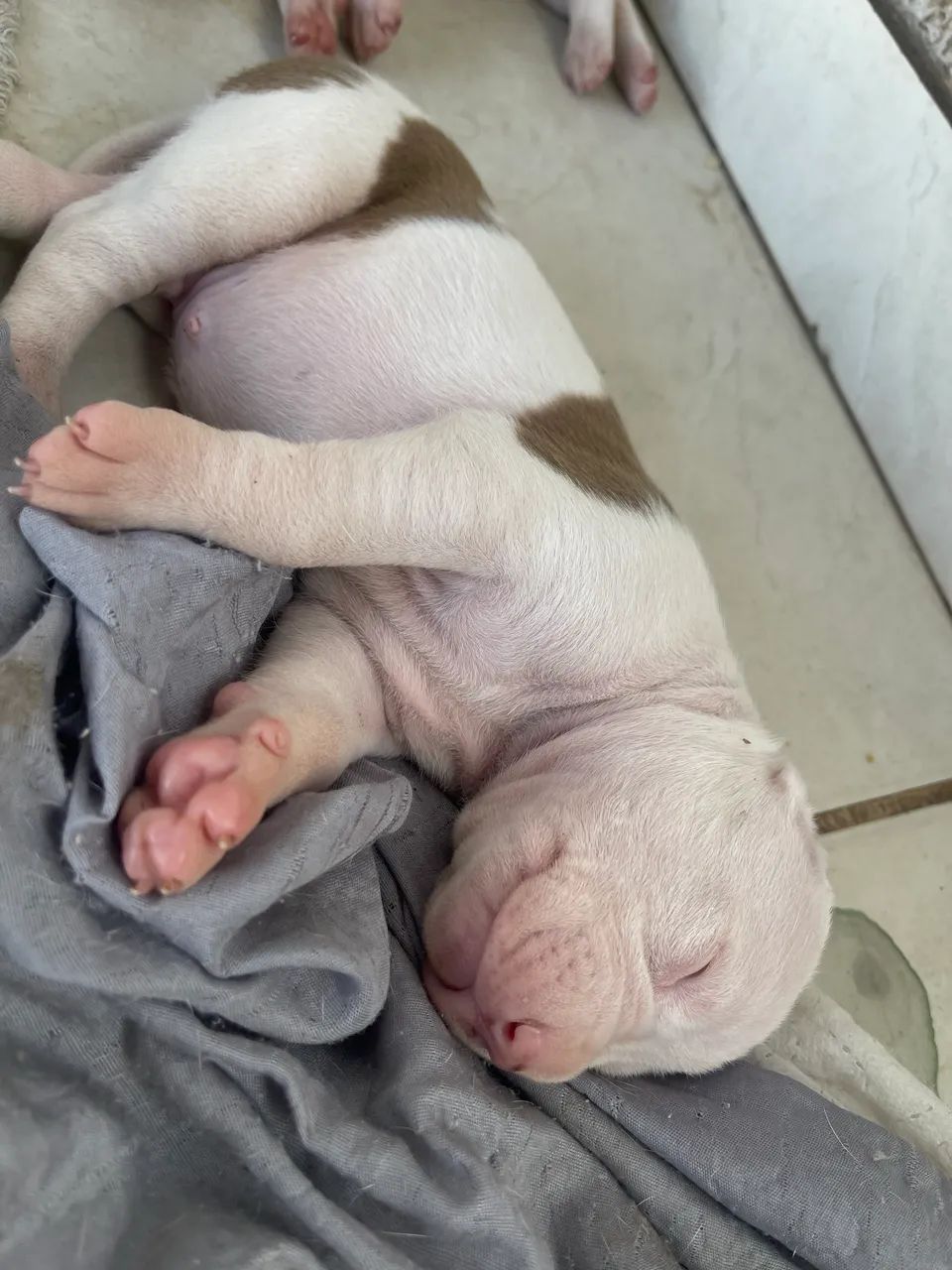 Filhotes Pitbull  - Foto 2