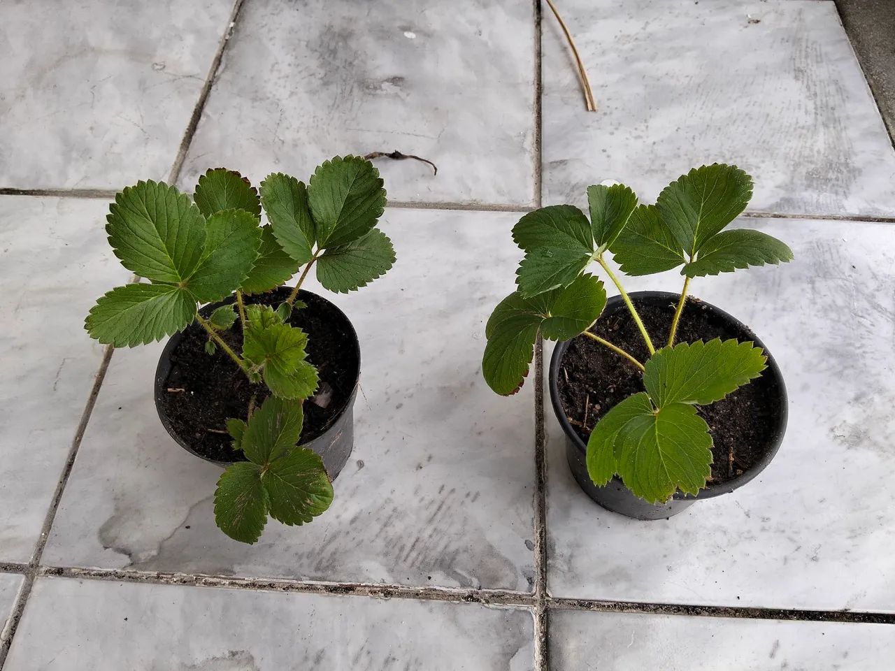 Maços e Mudaa - Foto 4