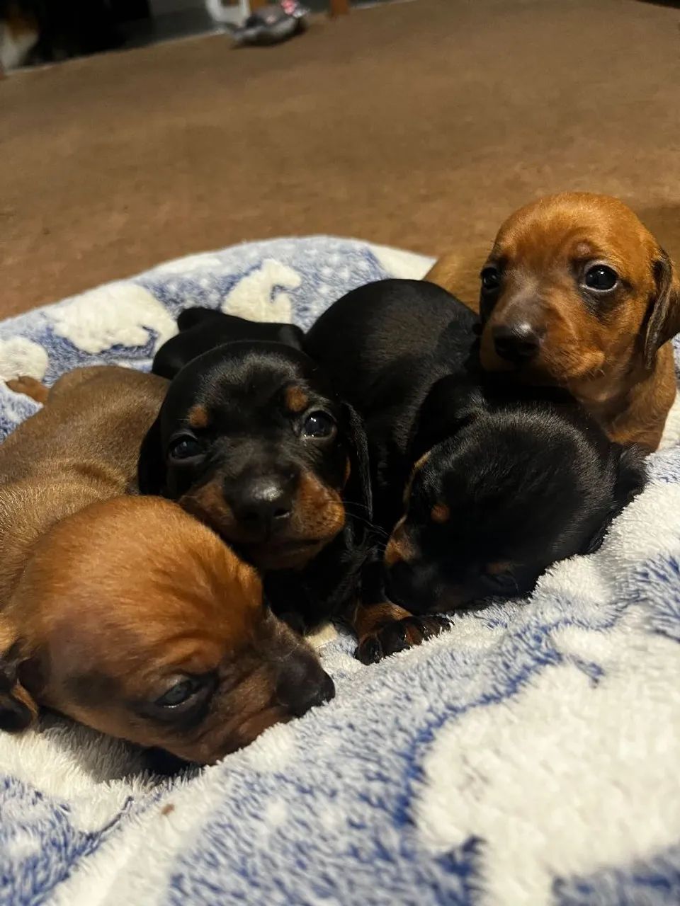 Dachshund  - Foto 5