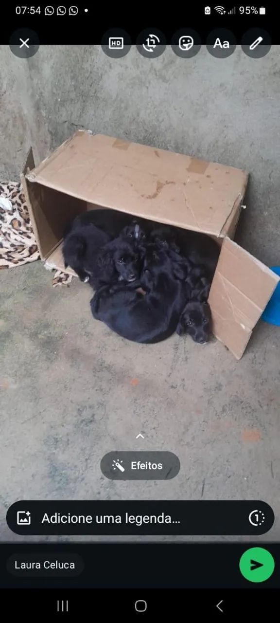 Filhote para doação 