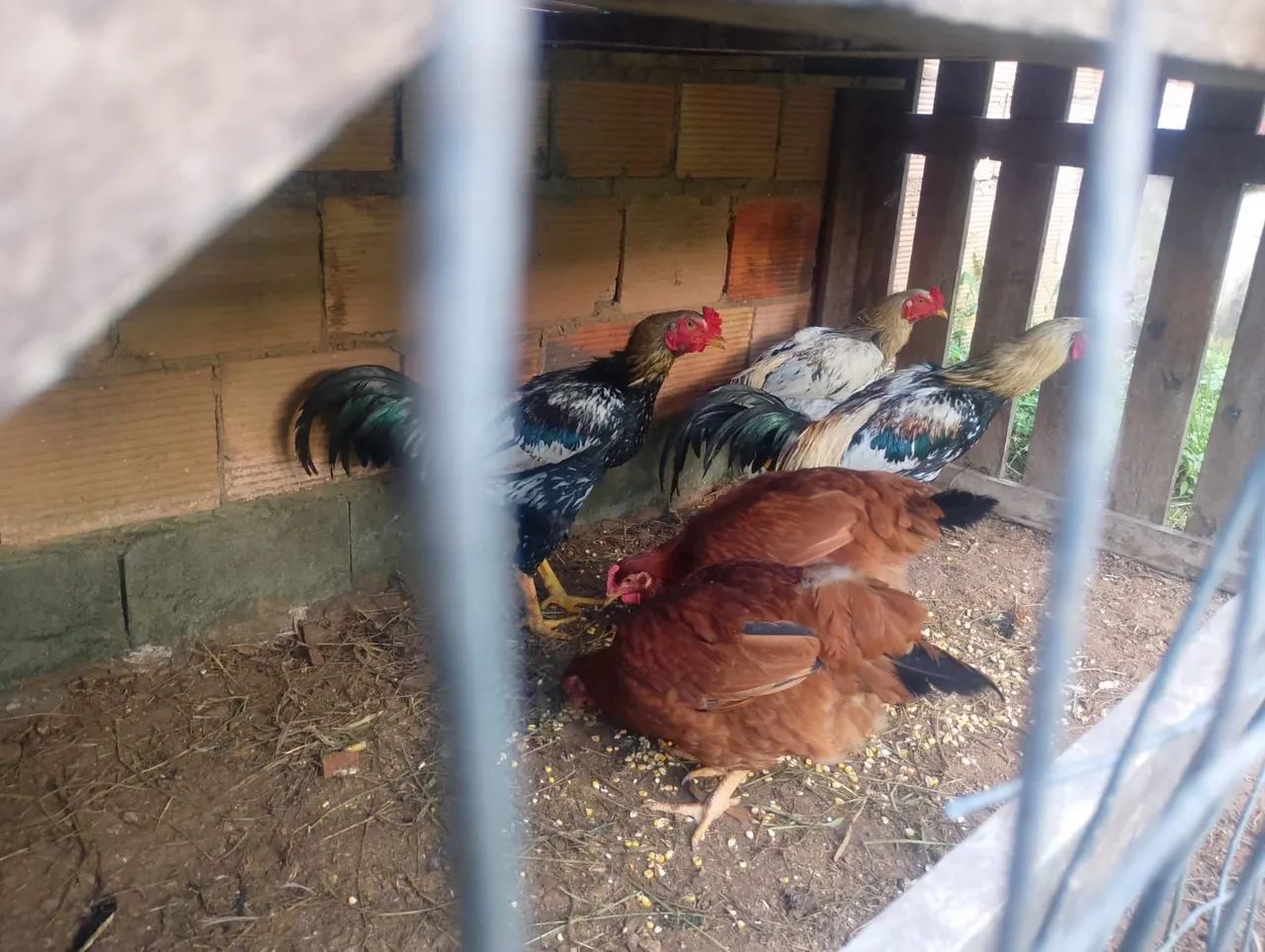 Vendo dois galos de raça - Foto 2