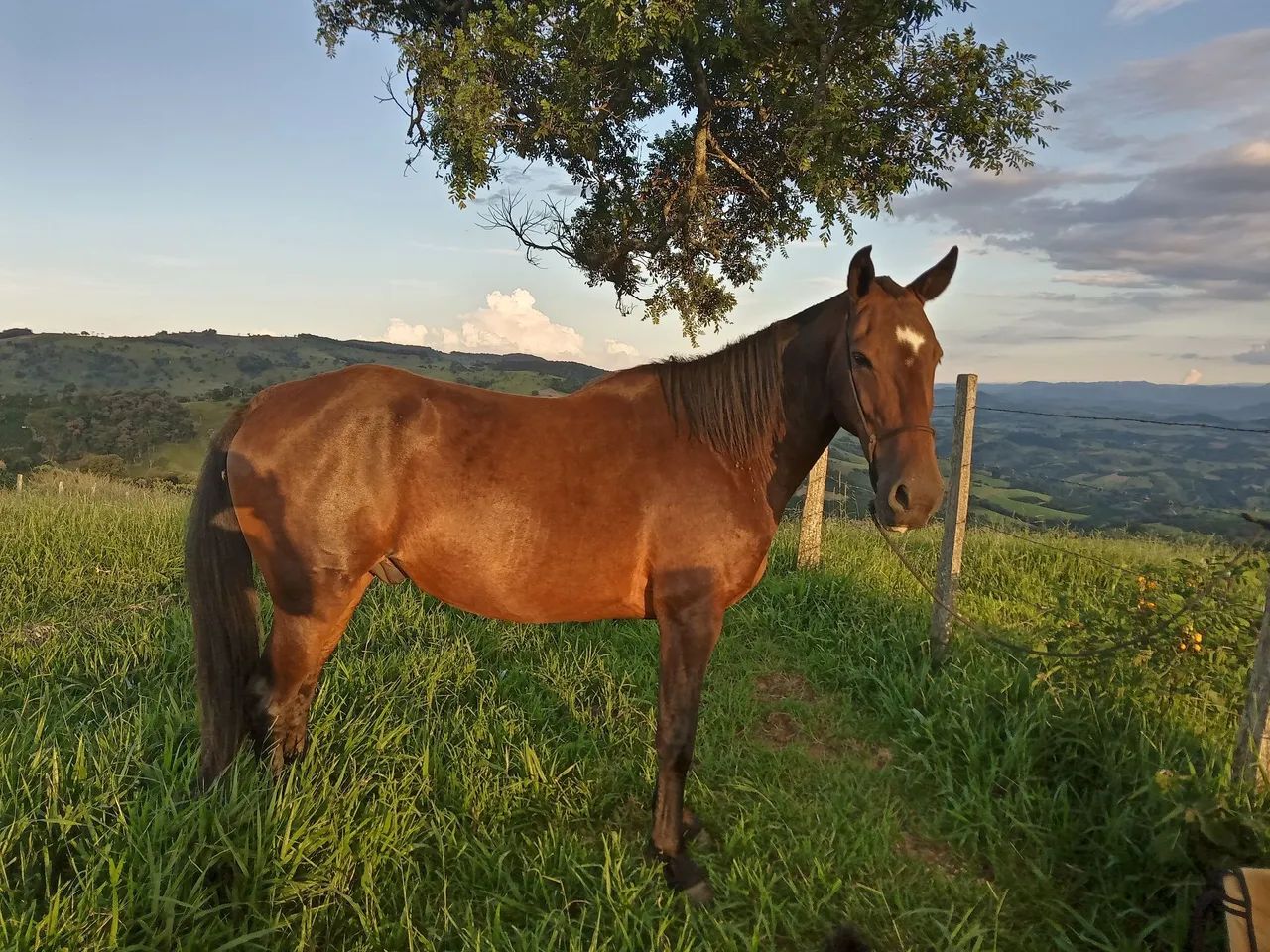 Cavalo Manga larga Marchador, Manso 