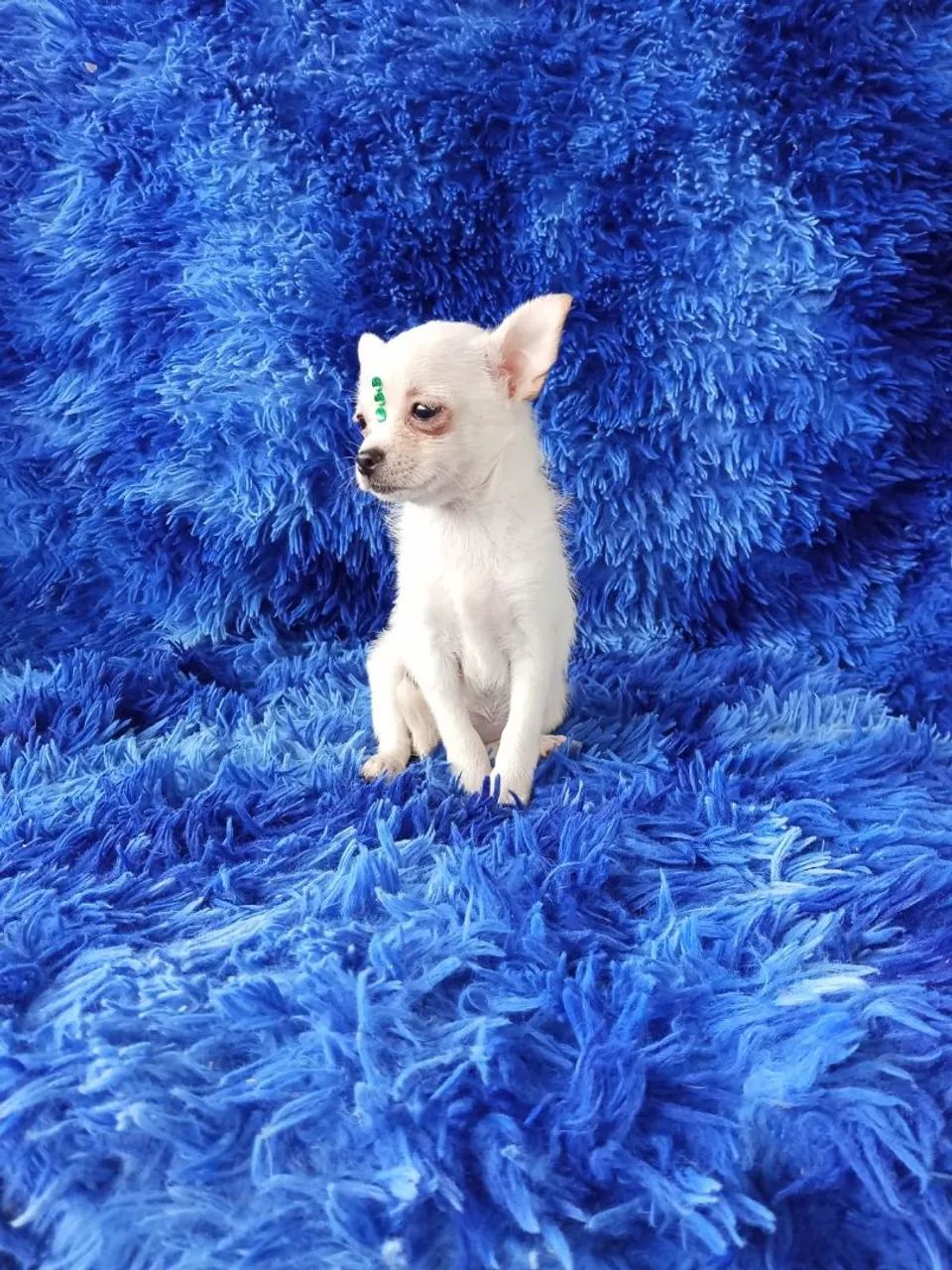 Chihuahua  - Foto 5