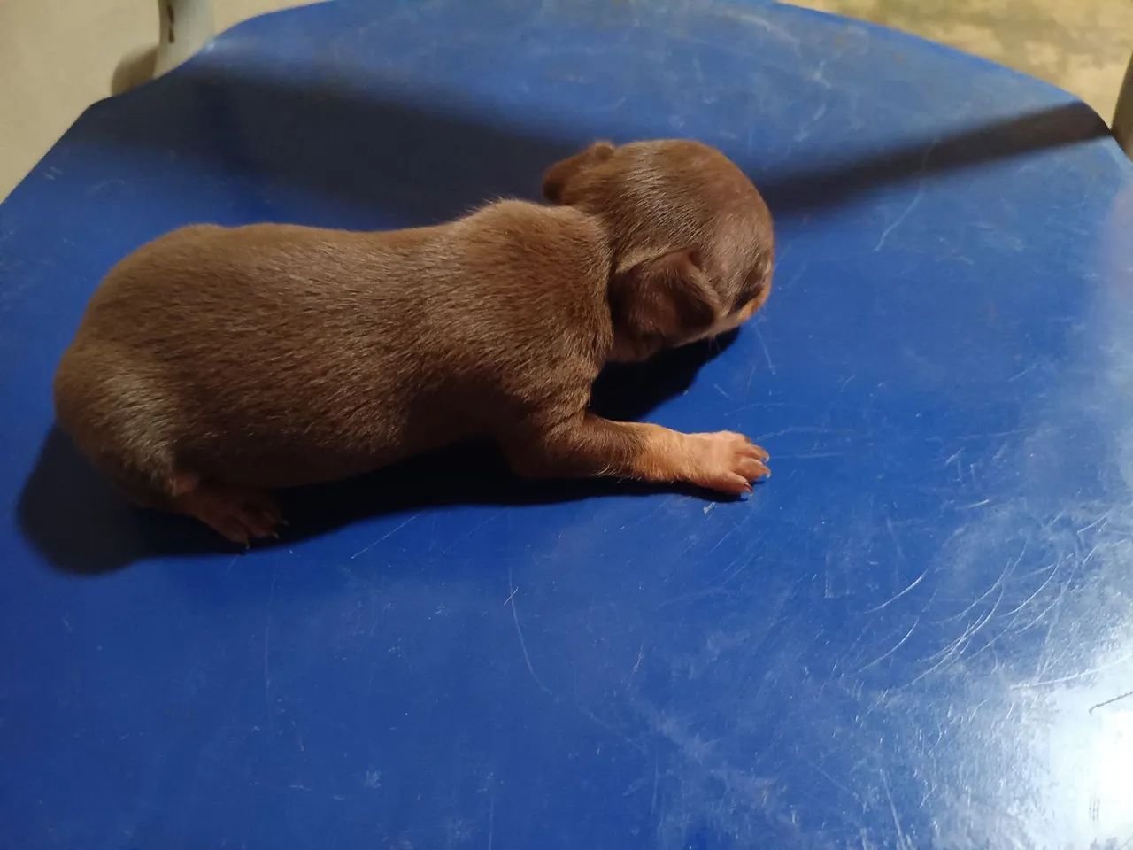 Cachorro  - Foto 5