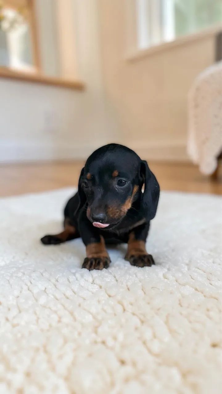Daschund padrão Mini macho  - Foto 3
