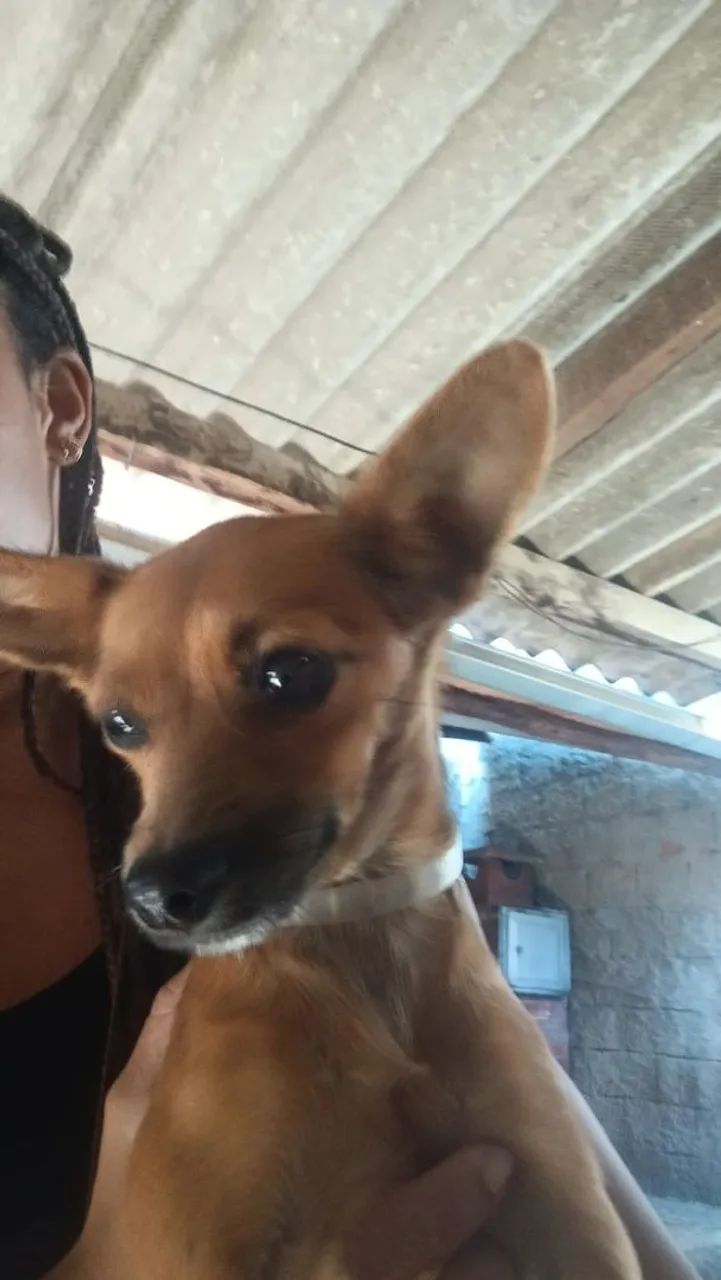 Cachorro doação  - Foto 3