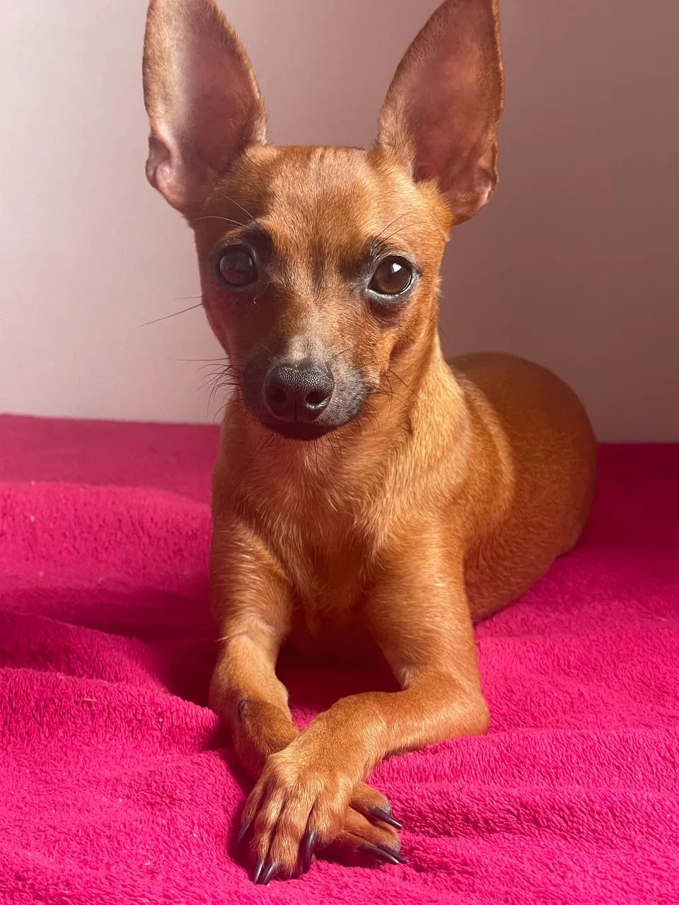 Pinscher 1 macho 