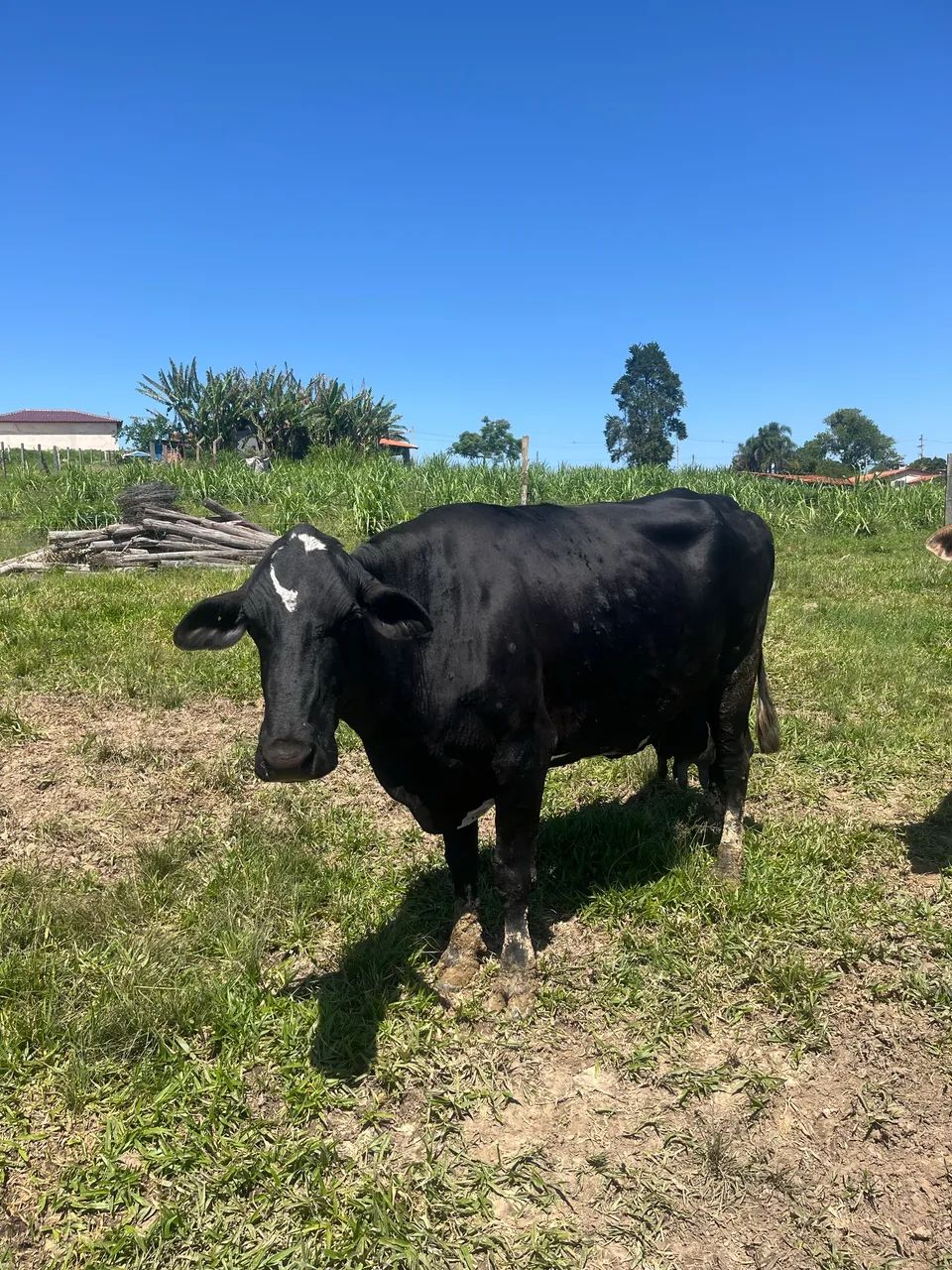 Vacas - Foto 2