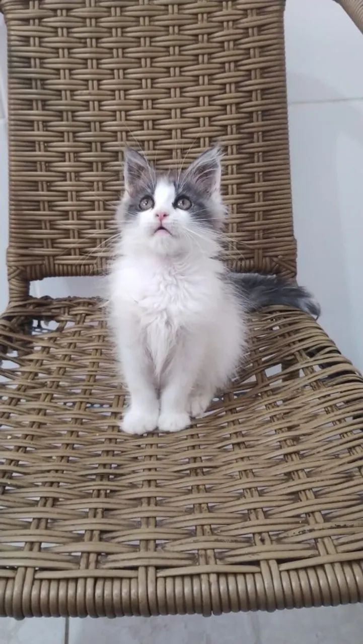 Gato Maine coon 
