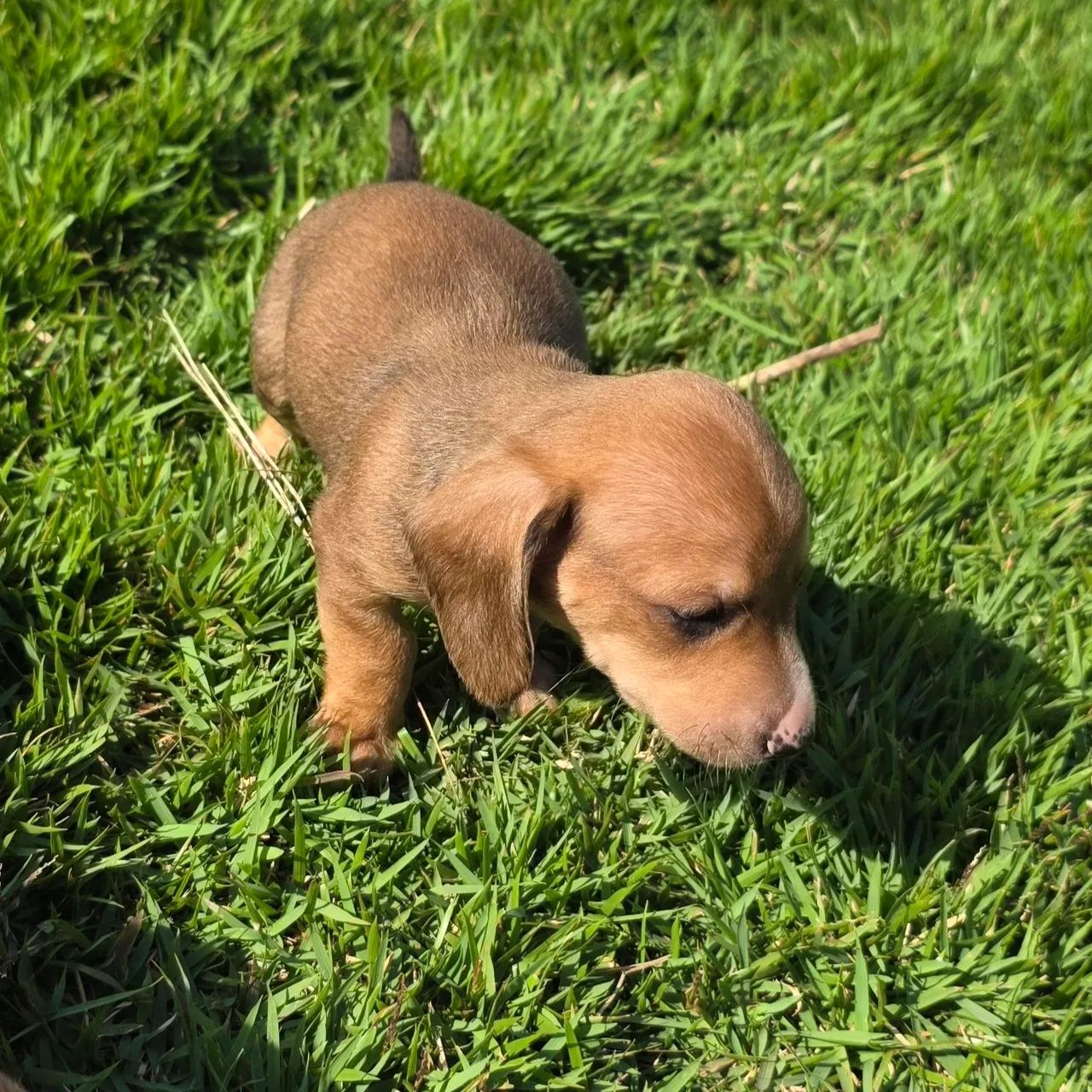 Dashchund, teckel , salsicha macho tradicional - Foto 3