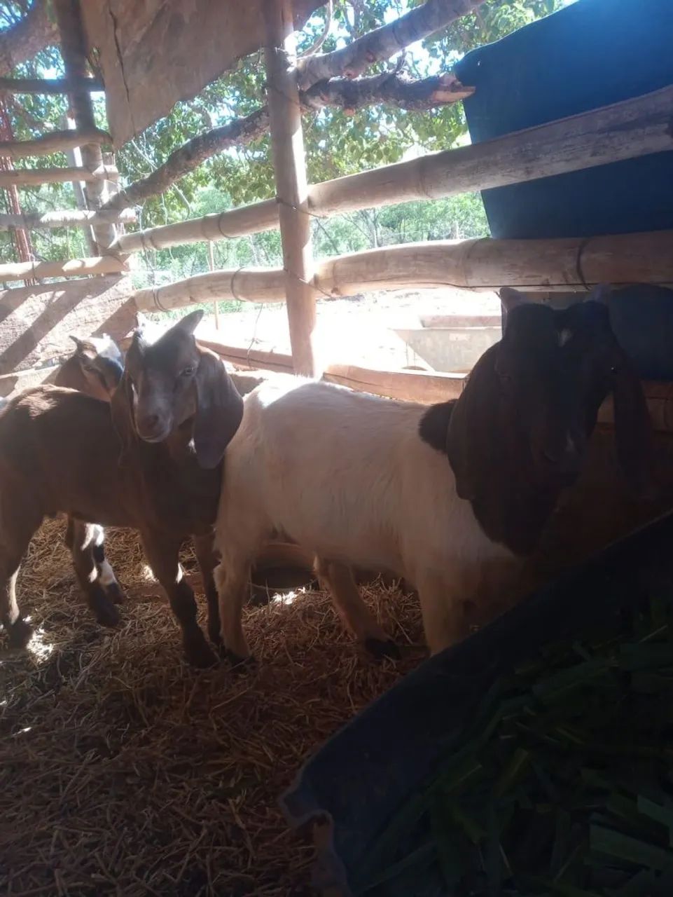 Cabras  - Foto 2