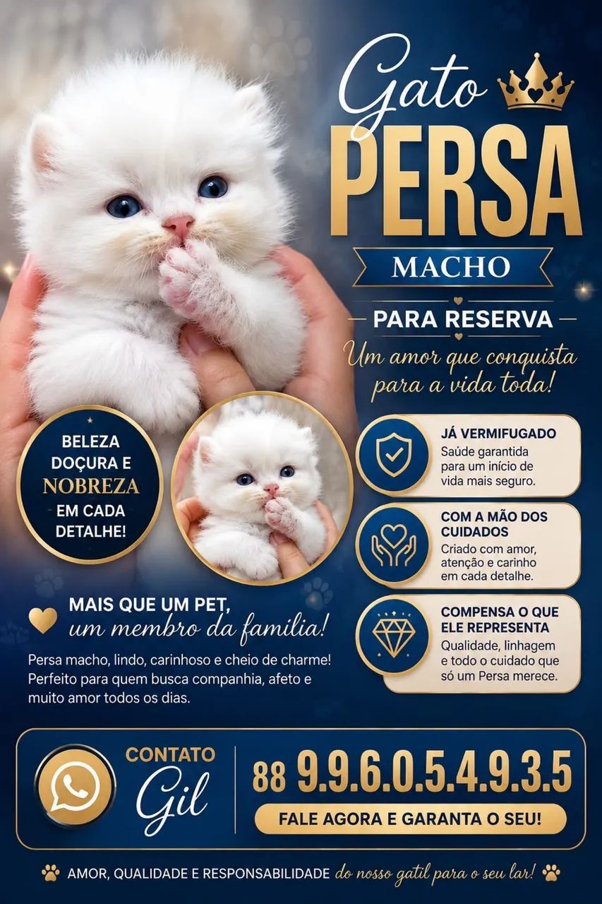 Gatos Persas