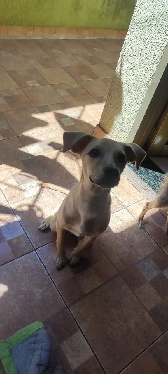 ADOÇÃO RESPONSÁVEL - Foto 5
