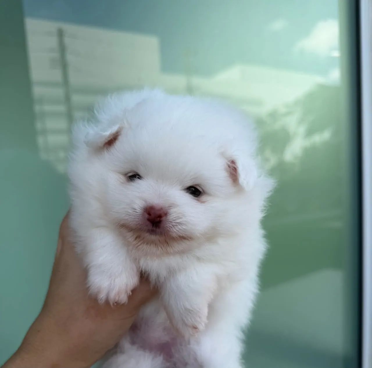 Spitz - lulu da pomerania  - Foto 3