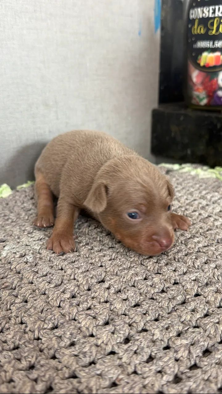 Pinscher - Foto 3