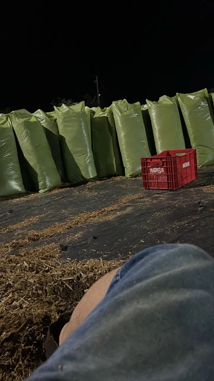 SILAGEM DE SORGO A PRONTA ENTREGA!  - Foto 3