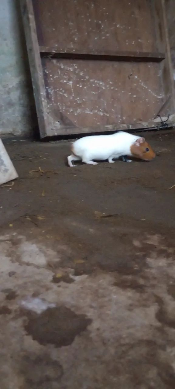 Vende-se porquinhos da índia  - Foto 2