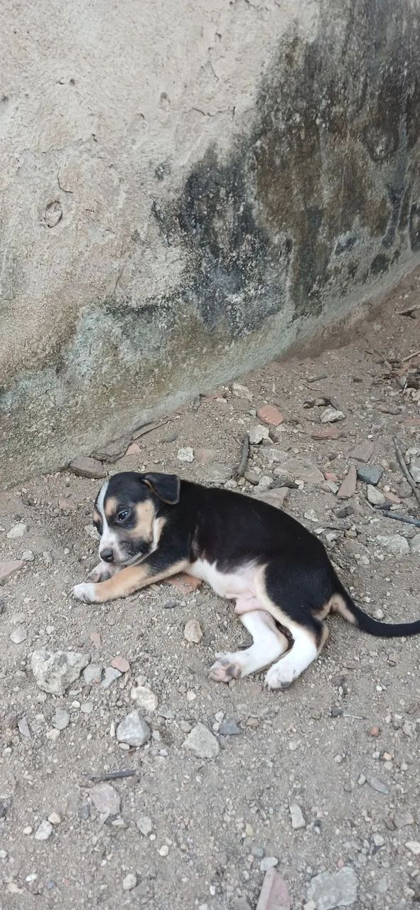 Adoção de pet - Foto 2