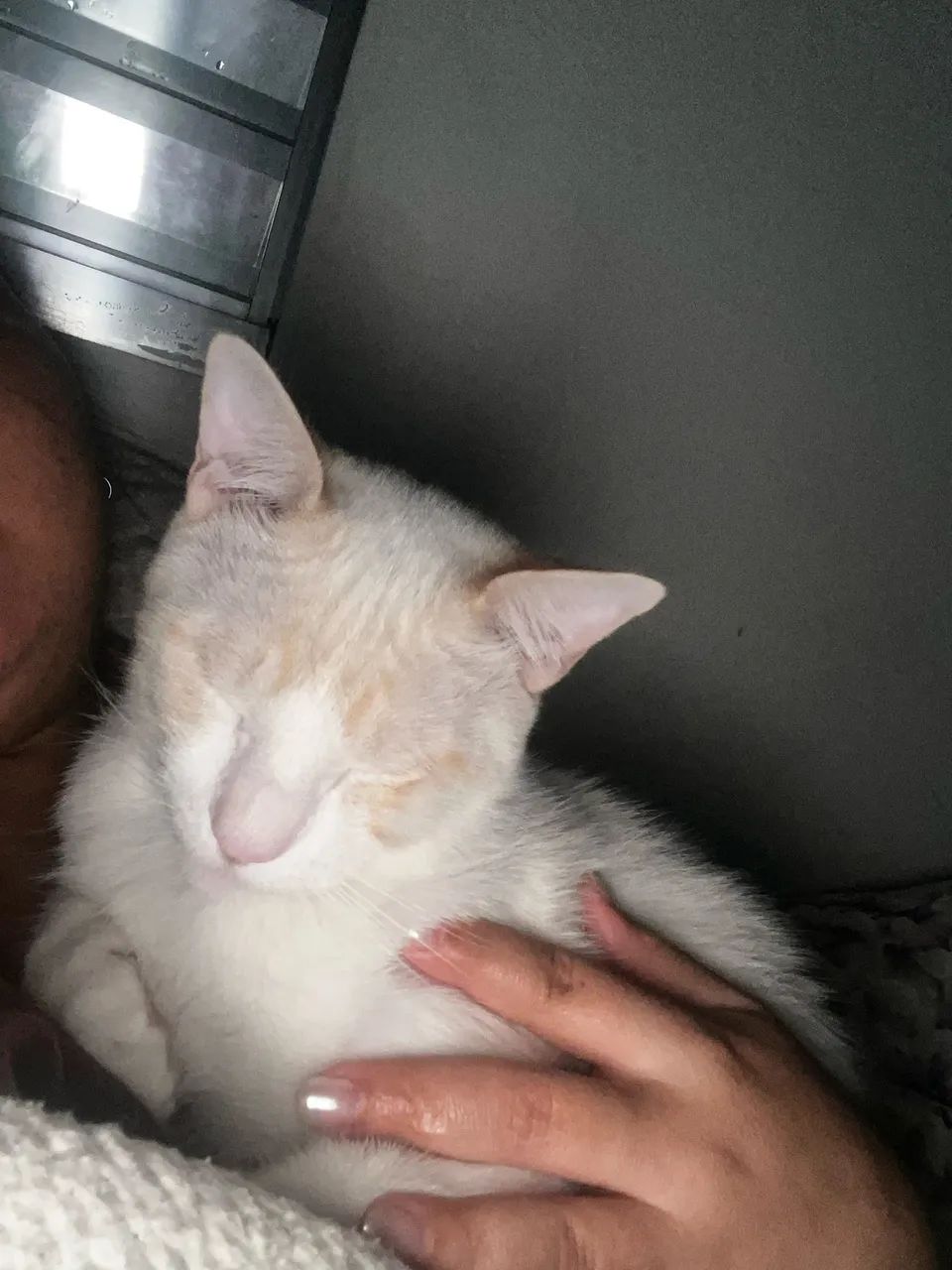 Gato branco macho e gata preta fêmea - Foto 3