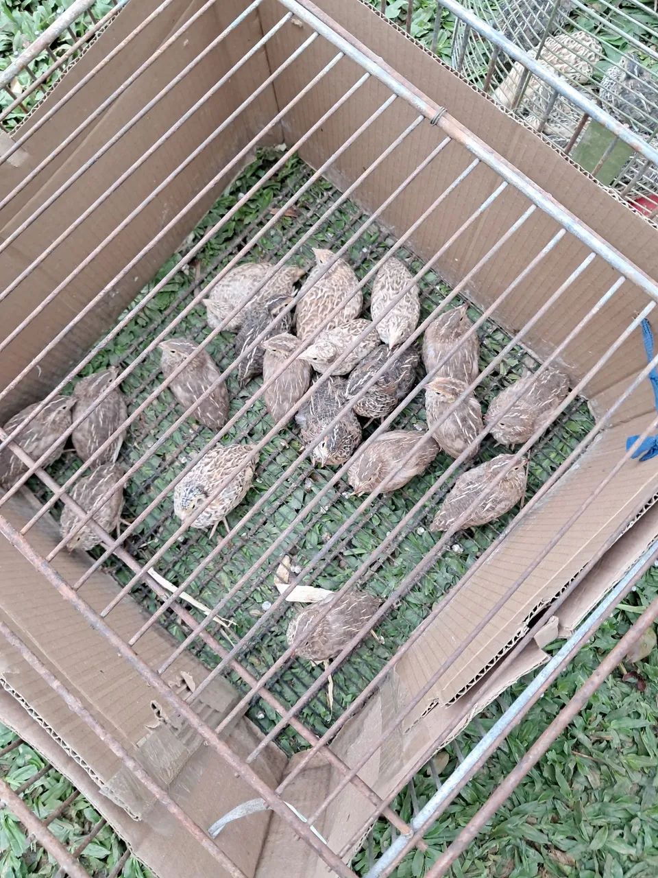 Codornas  - Foto 5