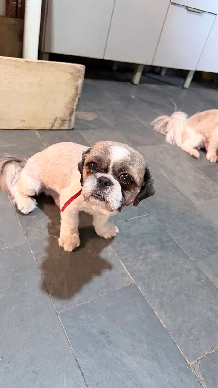 shih-tzu - Foto 4