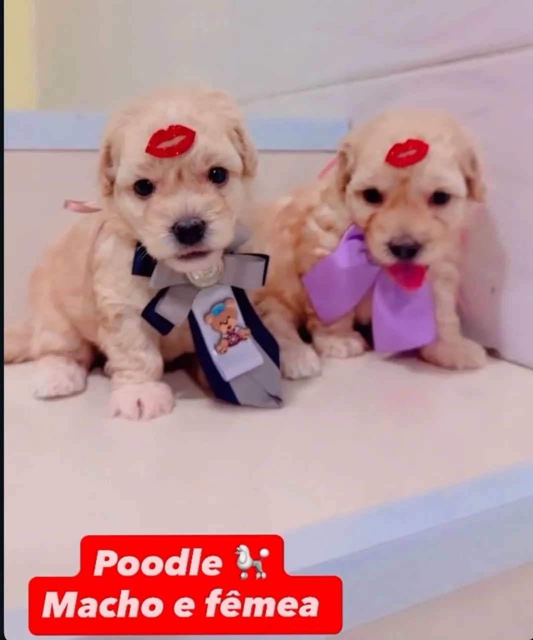 Poodle - Foto 4