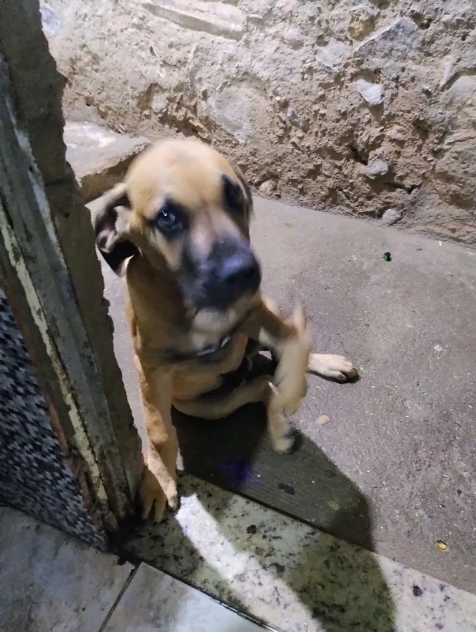 Fila brasileiro  - Foto 5