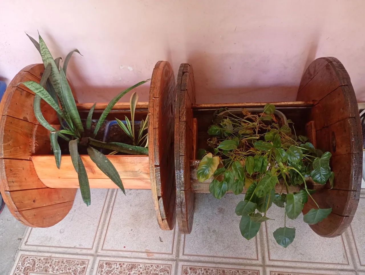 Planta / jarro  - Foto 3