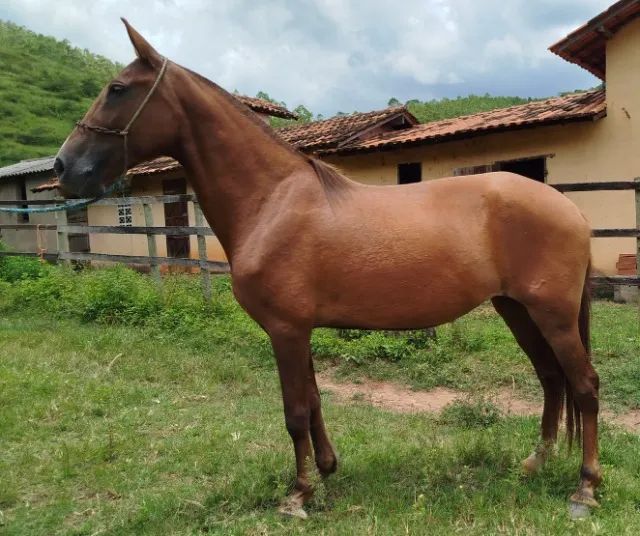 Egua