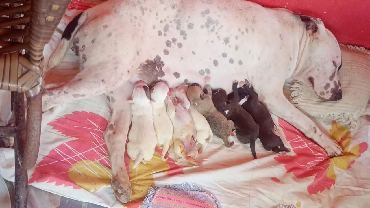 Filhotes de cães 