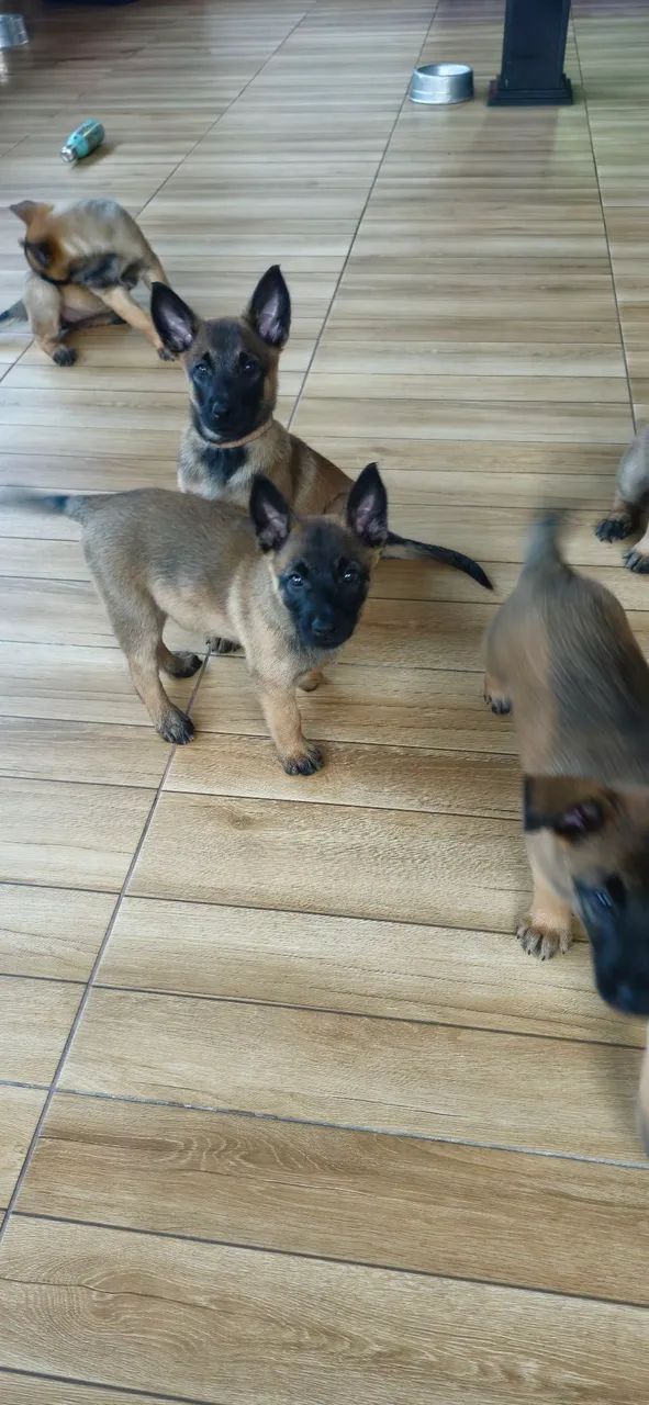 Pastor belga malinois  - Foto 3