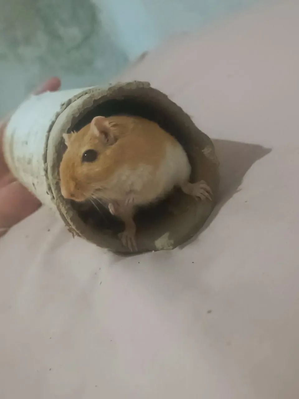Esquilo da Mongólia gerbil  - Foto 4