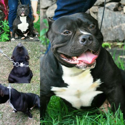 American Bully Aberto para cobertura