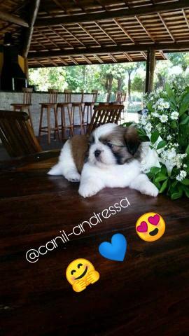 Imperdível filhotes de shih Tzu