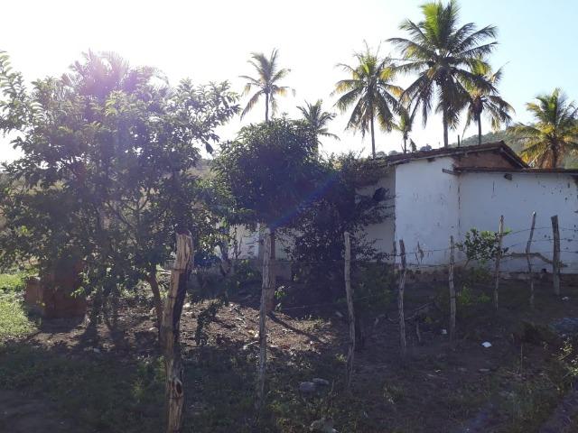 Ótima propriedade de 50 hectares, escriturada e registrada,a 4 km da pista de Pombos-PE - Foto 5
