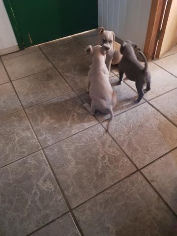 Filhotes American Bully - Foto 5